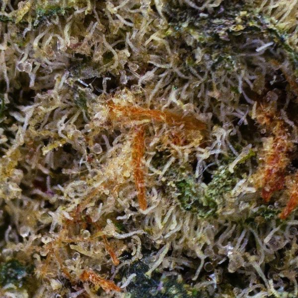Buy Mango Kush at The High Times Cannabis Dispensary Thailand